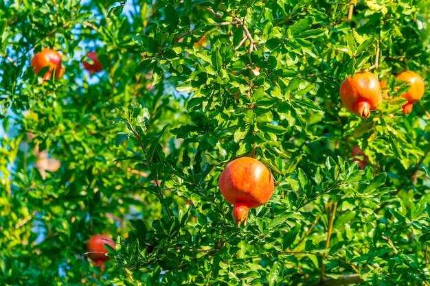 Frutto maturo del melograno sul ramo di un albero. Natura, cibo