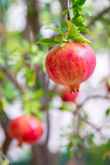 Frutto maturo del melograno sul ramo di un albero