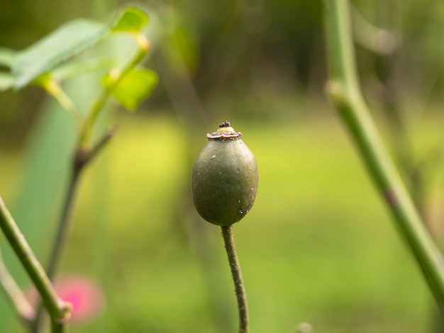 frutto maturo di feijoa su un ramo