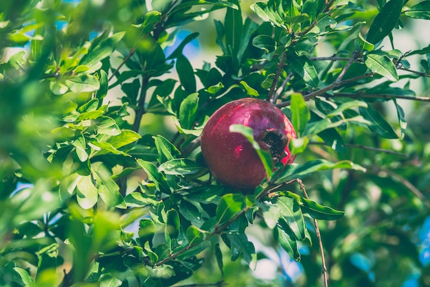 Frutto maturo e piccolo del melograno sul ramo di un albero