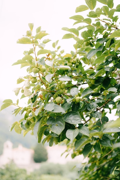 Frutto verde del cachi sui rami dell'albero