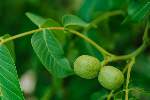 Frutto verde della noce sul ramo Albero di noce