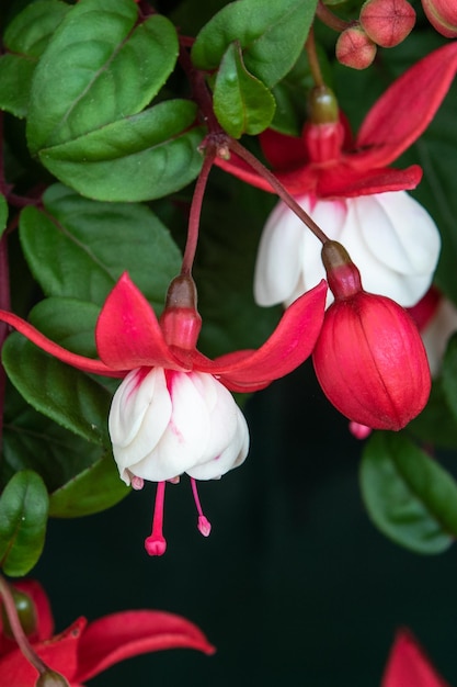 Fuchsia, signore Matt Busby