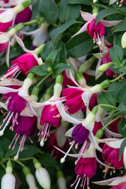 Fucsia Hermiena in piena fioritura