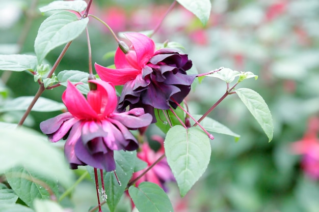 Fucsia magellanica in un giardino ornamentale