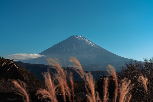 Fuji Mountain View