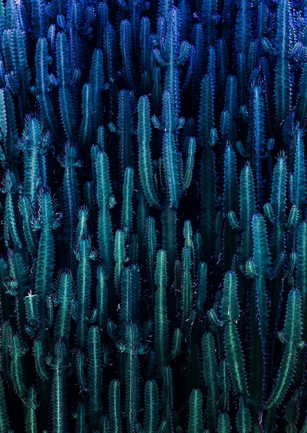 Full frame shot of cactuses
