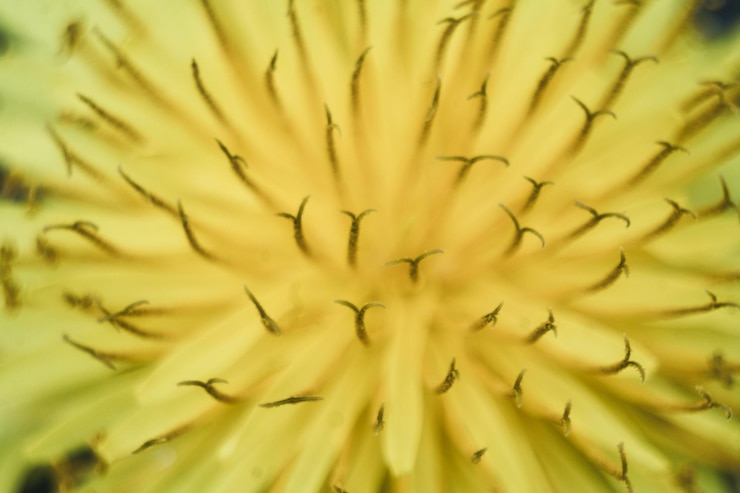 Photo full frame shot of yellow flower