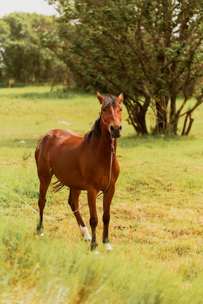 Full shot bellissimo cavallo marrone