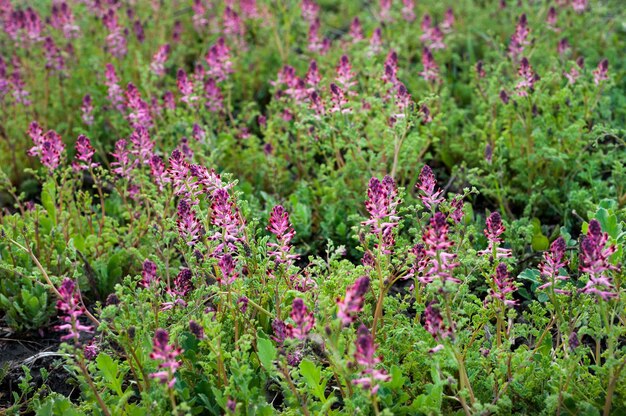 Fumaria officinalis fiore da vicino, illuminata dalla luce solare