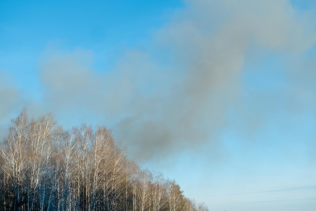 Fumo nero dalla foresta vista del cielo e delle cime degli alberi Incendi boschivi causati dalla siccità e dal vento