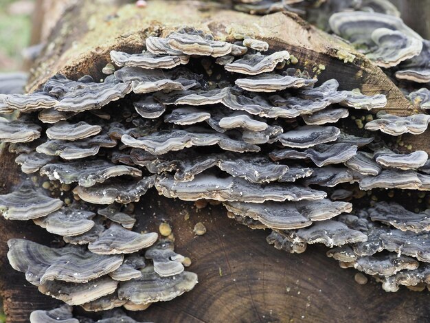 Funghi a staffa polipori