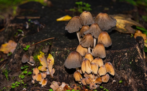 Funghi alla luce del mattino