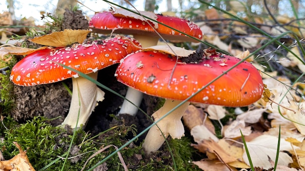 Funghi Amanita nella foresta sullo sfondo della foresta autunnale