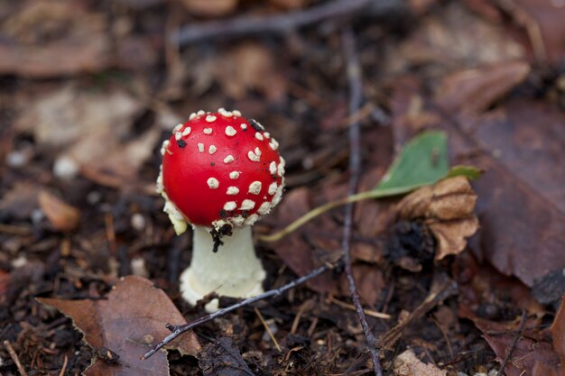 Funghi Amanita