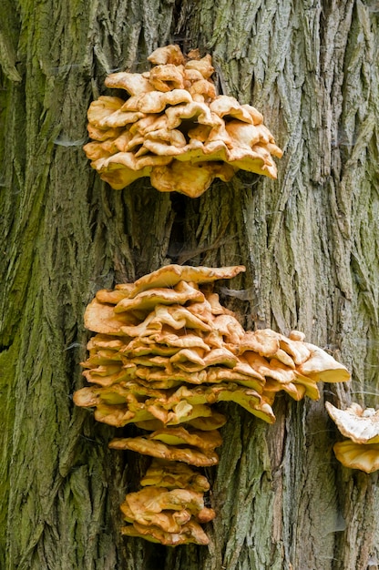 funghi arancioni