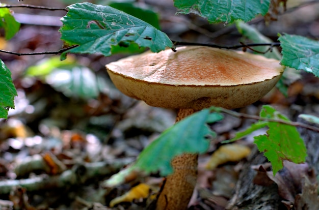 Funghi autunnali in un ambiente naturale della foresta.