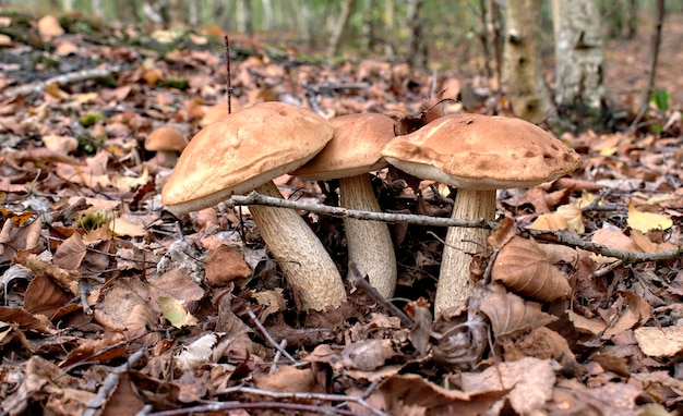 Funghi autunnali in un ambiente naturale della foresta.