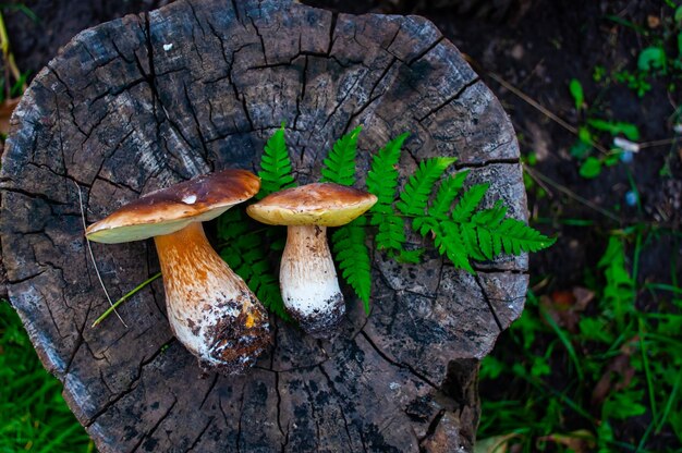 Funghi bianchi Boletus Edulis su un vecchio ceppo nella foresta