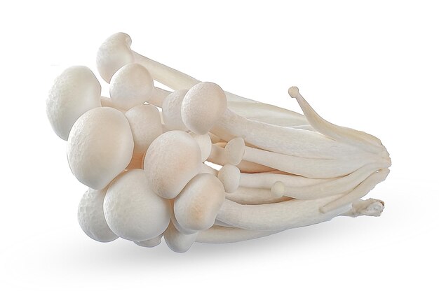 Funghi bianchi di faggio Funghi Shimeji isolati su sfondo bianco Funghi Shimeji percorso di taglio