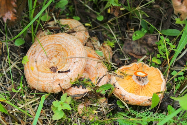 Funghi cappucci di latte allo zafferano in primo piano erba