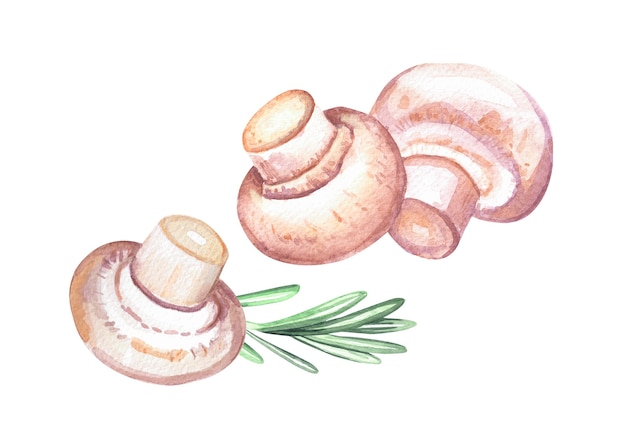 Funghi champignon freschi e rosmarino. Illustrazione disegnata a mano dell'acquerello isolato su priorità bassa bianca.