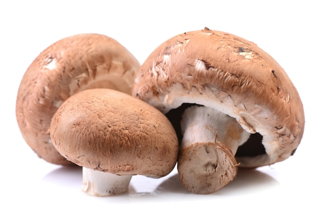 Funghi champignon su bianco