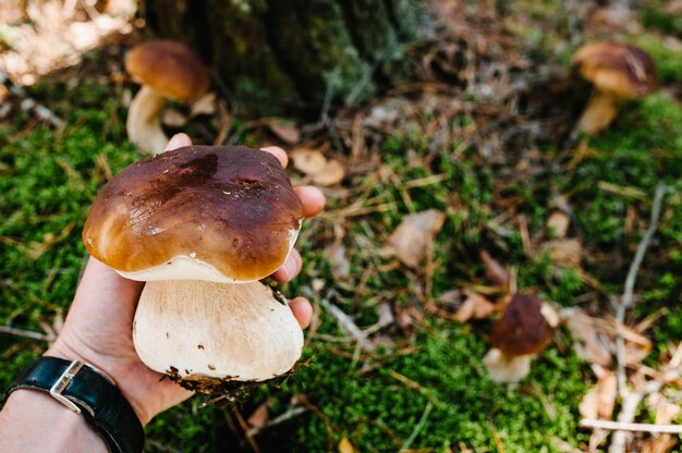 Funghi che crescono nell'erba della foresta