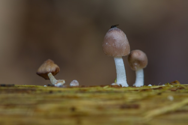 Funghi che crescono su un albero vivo nella foresta