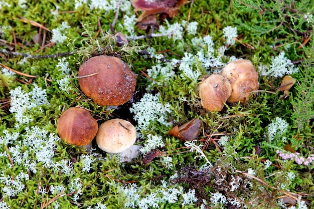 Funghi commestibili che crescono in una foresta durante l'autunno