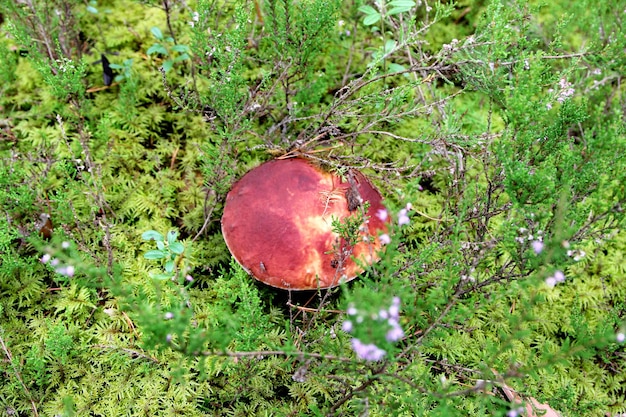 Funghi commestibili che crescono in una foresta durante l'autunno