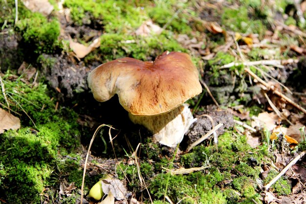 Funghi commestibili che crescono in una foresta durante l'autunno