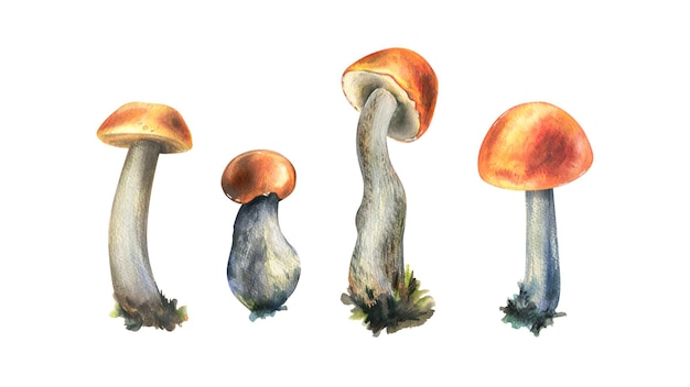 Funghi commestibili della foresta boletus con un cappuccio arancione e muschio su uno stelo Illustrazione ad acquerello disegnata a mano Per ricette imballaggio raccolta festival autunnale Oggetti isolati su sfondo bianco