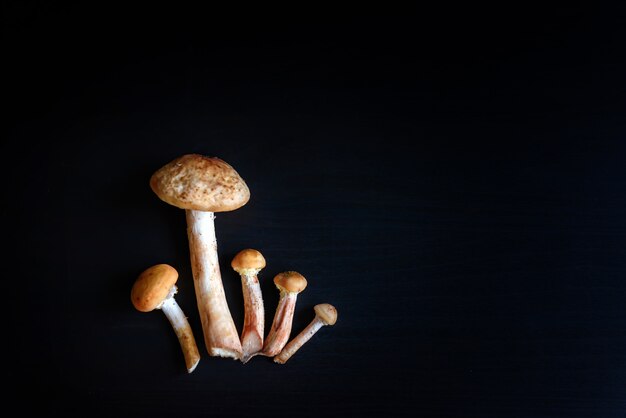 Funghi commestibili della foresta sulla tavola di legno scura