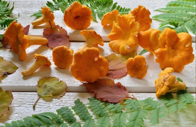 Funghi commestibili gialli finferli con felce verde su fondo di legno naturale