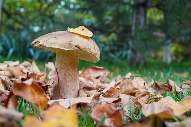 Funghi commestibili in una foresta di autunno