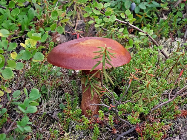 Funghi commestibili nella sporcizia forestale Funghi nella foresta