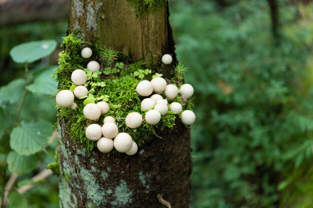 Funghi commestibili, selvatici, autunnali della foresta, funghi prataioli di Agaricus che crescono su un vecchio albero nella foresta. Messa a fuoco selettiva.