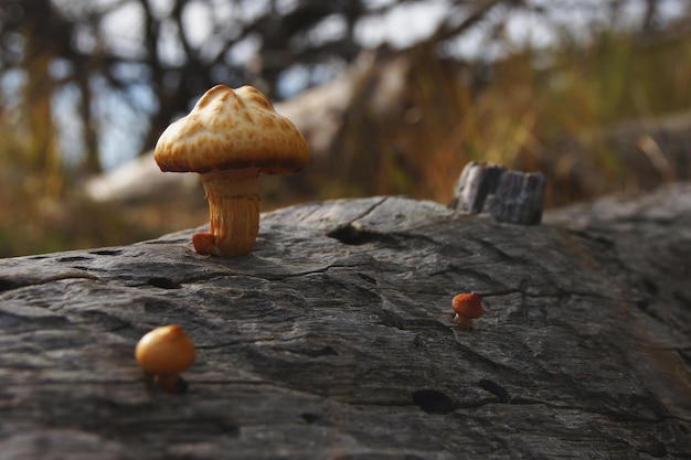 Funghi cresciuti da un tronco in decomposizione