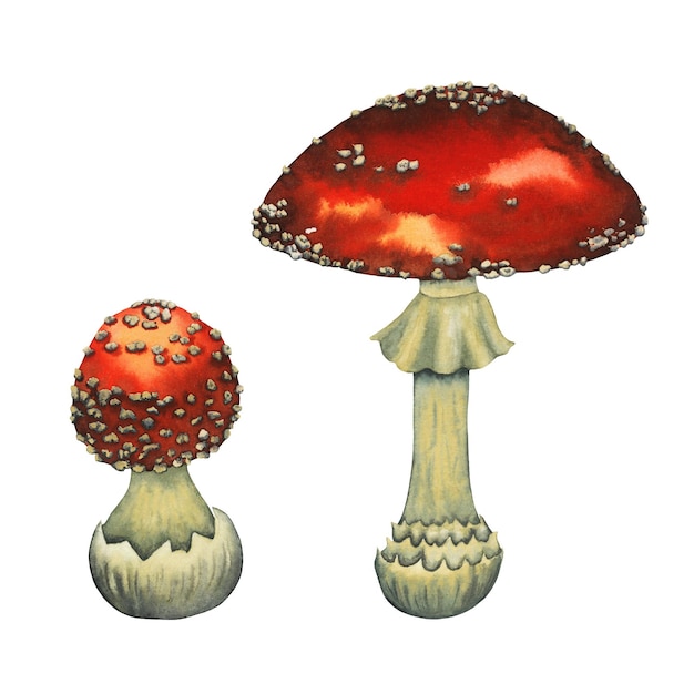 Funghi dell'acquerello degli agarichi volanti illustrazione disegnata a mano grande e piccola