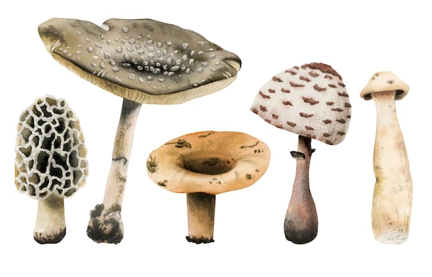 Funghi dell'acquerello, selezione di 5 funghi marroni velenosi, disegno botanico realistico