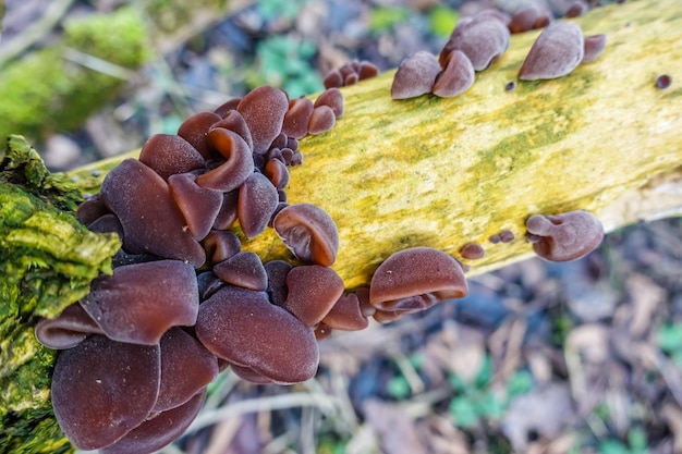 Funghi dell'orecchio di legno fresco su un cespuglio di sambuco morto vista dall'alto