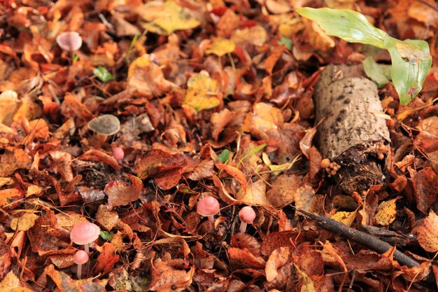 Funghi della foresta autunnale