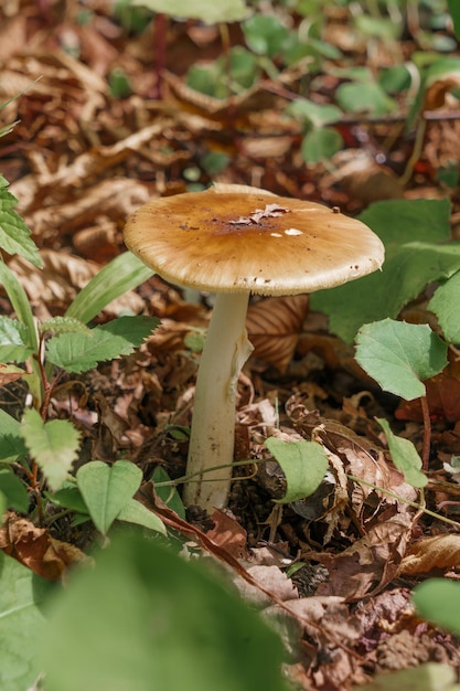 Funghi della foresta nella foresta