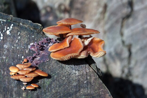 Funghi dello stinco di velluto (Flammulina velutipes)