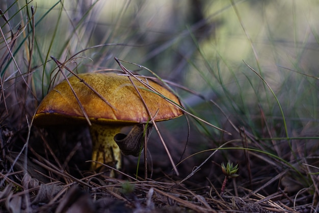 Funghi di autunno nella foresta