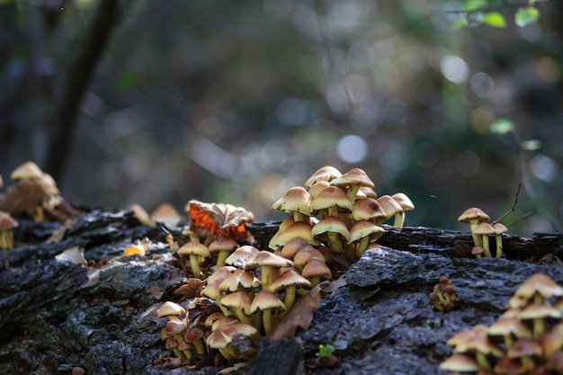 Funghi di autunno nella foresta