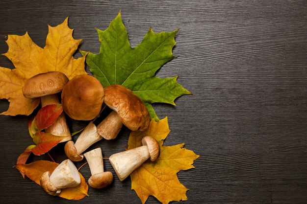 Funghi di bosco bianchi su fondo di legno Funghi su fondo di legno con un posto