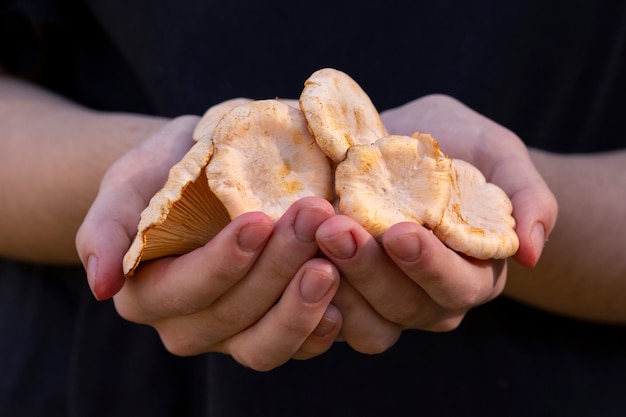 Funghi di bosco commestibili finferli nelle mani della ragazza Cibo vegetariano