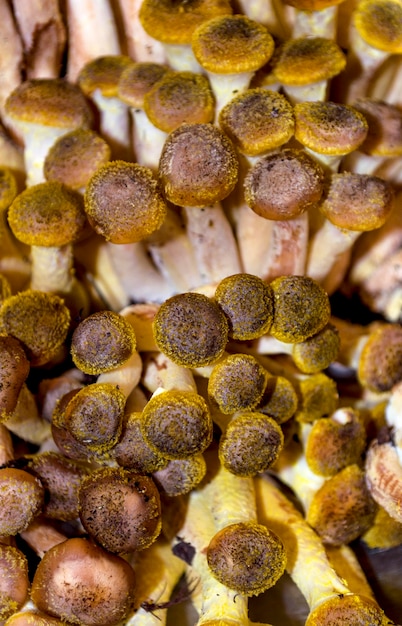 Funghi di bosco freschi commestibili raccolti da vicino